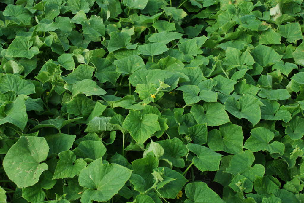 SONY DSC Gajenje krastavaca na otvorenom polju