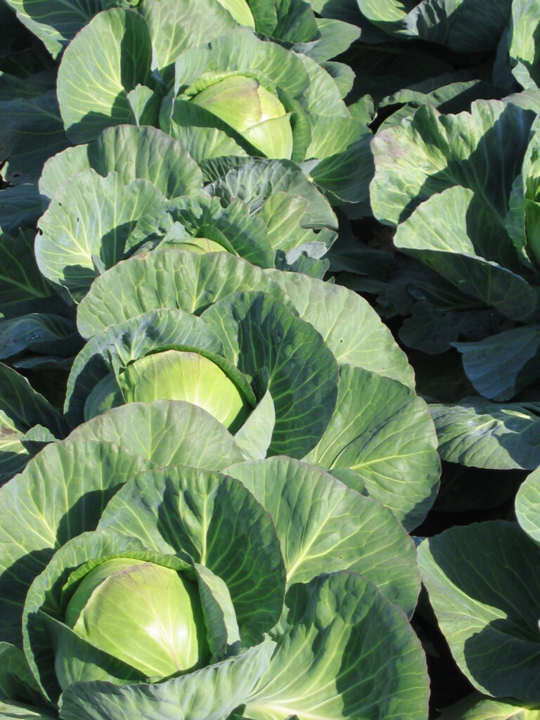 Svež beli kupus kao lekovito lisnato povrće